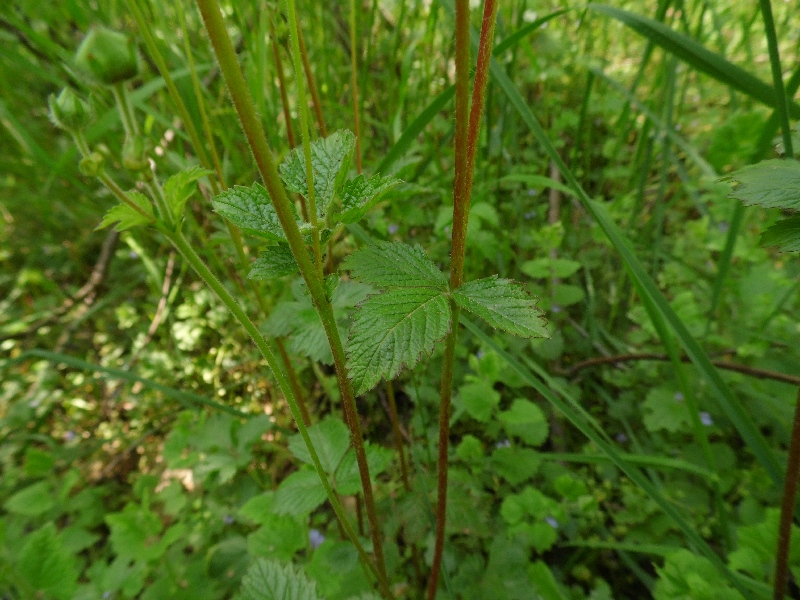 Potentilla rupestris / Potentilla rupestre